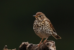 David Plant Photography - Wildlife Photography - Song thrush - B